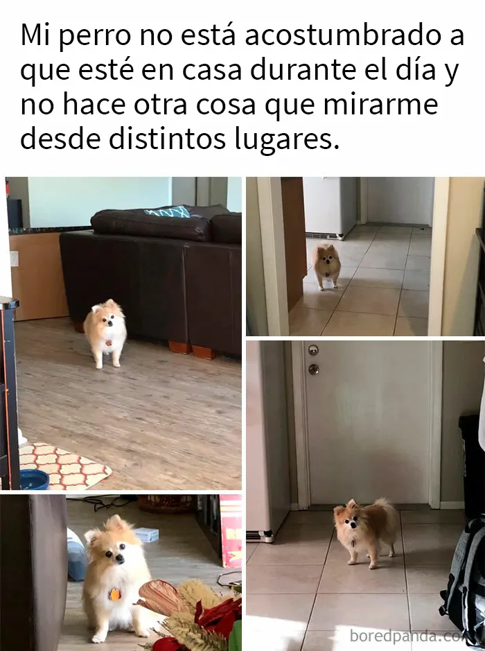 20 Razones por las que los perros son mejores que los gatos, con fotos y memes que lo demuestran