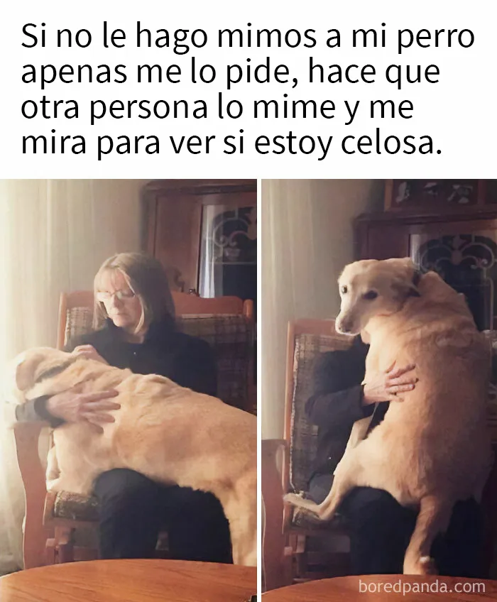 20 Razones por las que los perros son mejores que los gatos, con fotos y memes que lo demuestran