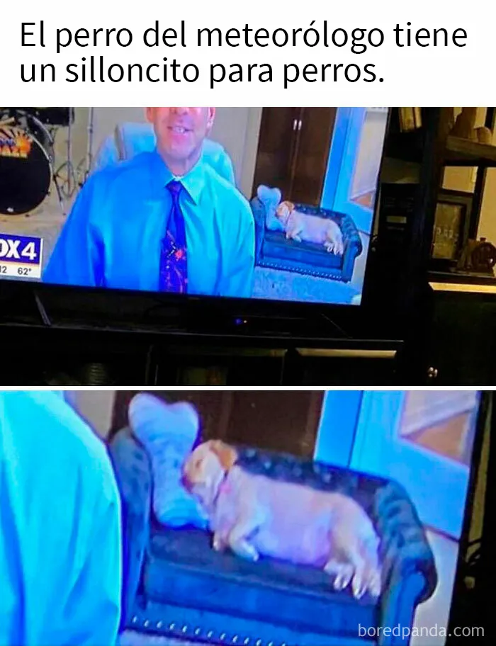 20 Razones por las que los perros son mejores que los gatos, con fotos y memes que lo demuestran