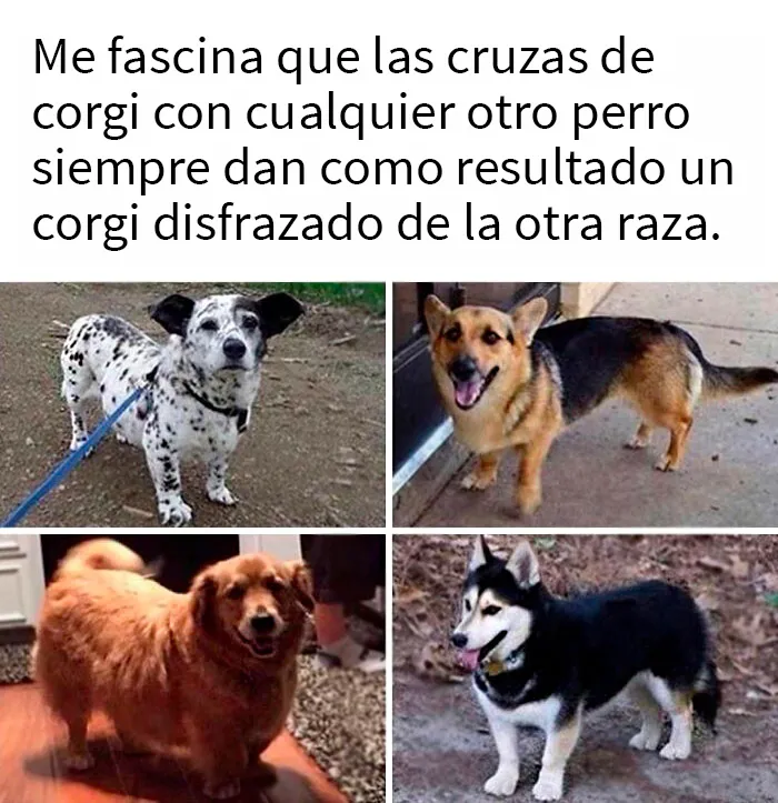 20 Razones por las que los perros son mejores que los gatos, con fotos y memes que lo demuestran