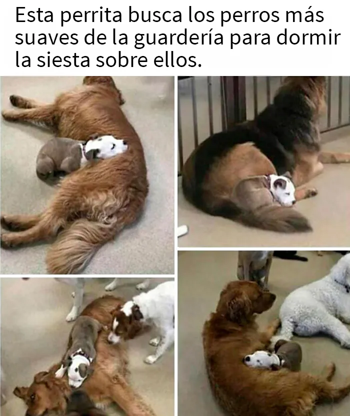 20 Razones por las que los perros son mejores que los gatos, con fotos y memes que lo demuestran