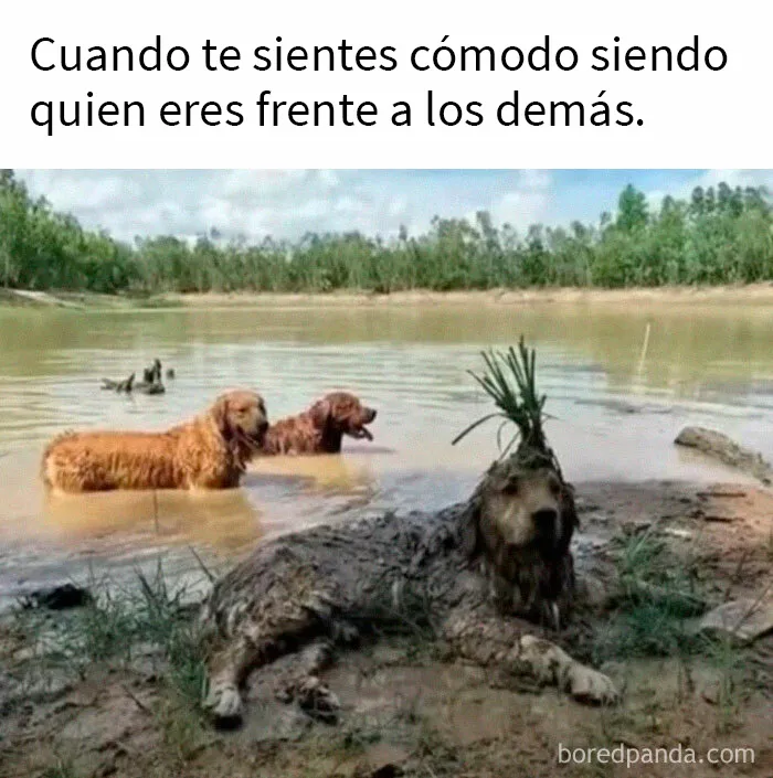 20 Razones por las que los perros son mejores que los gatos, con fotos y memes que lo demuestran