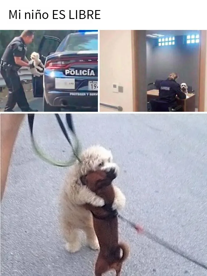20 Razones por las que los perros son mejores que los gatos, con fotos y memes que lo demuestran