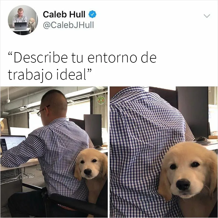 20 Razones por las que los perros son mejores que los gatos, con fotos y memes que lo demuestran