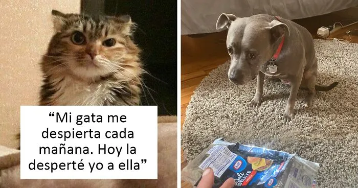 20 Tuits divertidos y acertados sobre la vida con perros y gatos