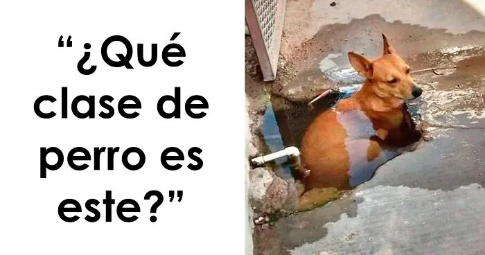 "¿Qué clase de perro es este?": 30 fotos de perros tontorrones que había que compartir