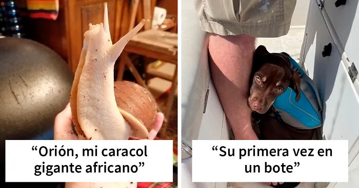 35 Fotos de mascotas totalmente adorables compartidas por la comunidad de Bored Panda