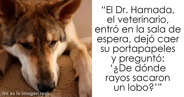 Estos padres adoptaron lo que resultó ser un híbrido de lobo y acabó siendo el perro más adorable de todos