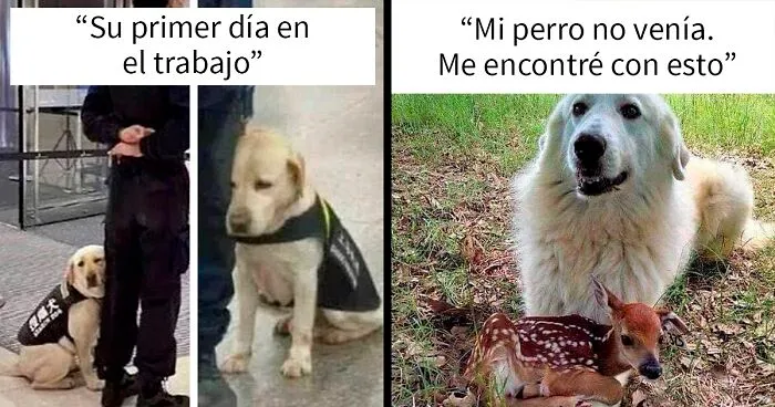 20 Razones por las que los perros son mejores que los gatos, con fotos y memes que lo demuestran