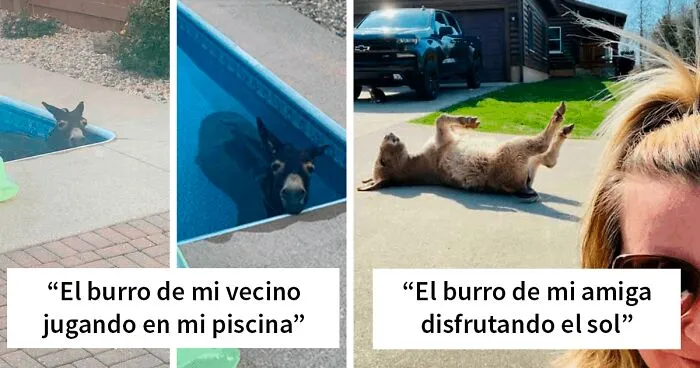 30 Fotos que demuestran que los asnos también son adorables
