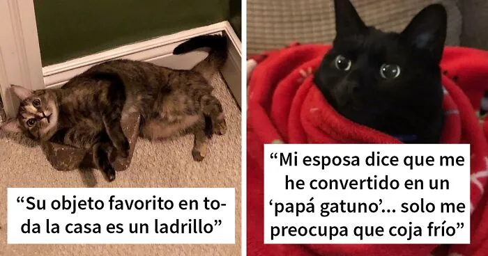 40 Gatos actuando tan raro, que sus dueños se preguntaron: “¿Qué le pasa a mi gato?” (Nuevas imágenes)