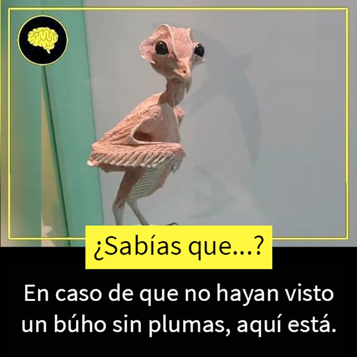 20 Datos tan fascinantes como desconocidos compartidos en esta "enciclopedia" de Instagram