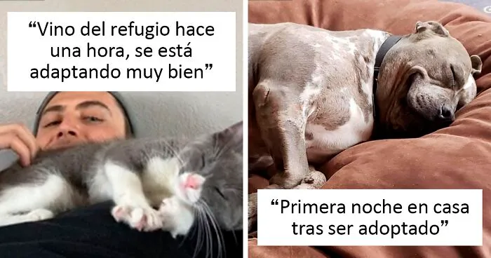 40 Adorables mascotas que encontraron su hogar definitivo este mes de abril