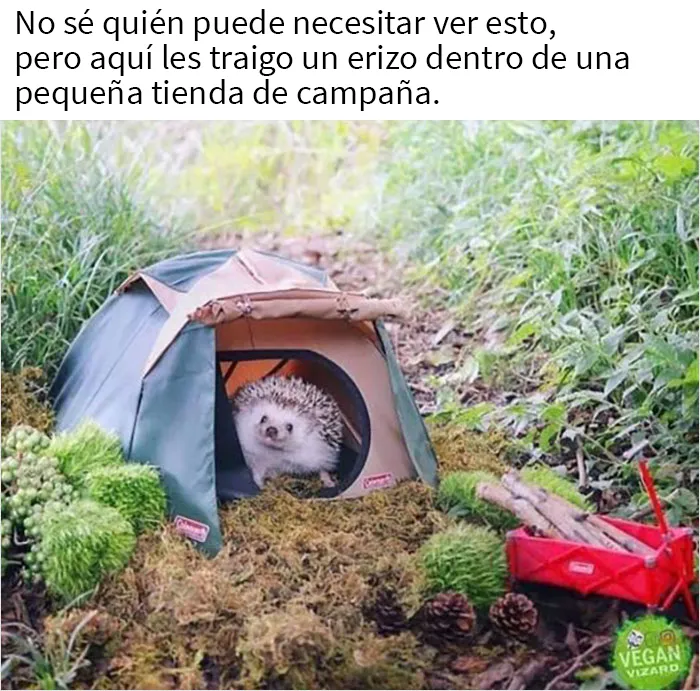 Más de 2 millones de personas siguen esta página de Facebook por su contenido reconfortante y aquí traemos 20 de sus mejores publicaciones