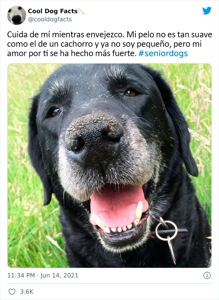 25 Tuits que demuestran que los perros son realmente los mejores amigos del hombre, compartidos por esta cuenta de Twitter