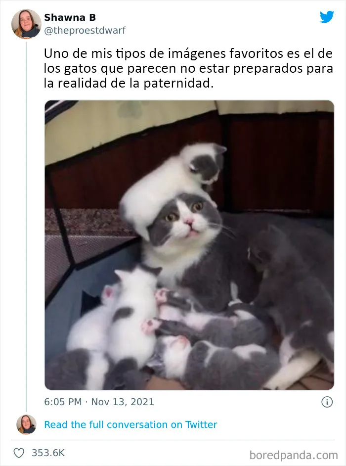20 Tuits divertidos y acertados sobre la vida con perros y gatos