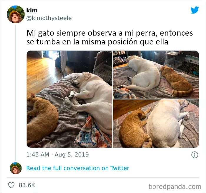 20 Tuits divertidos y acertados sobre la vida con perros y gatos
