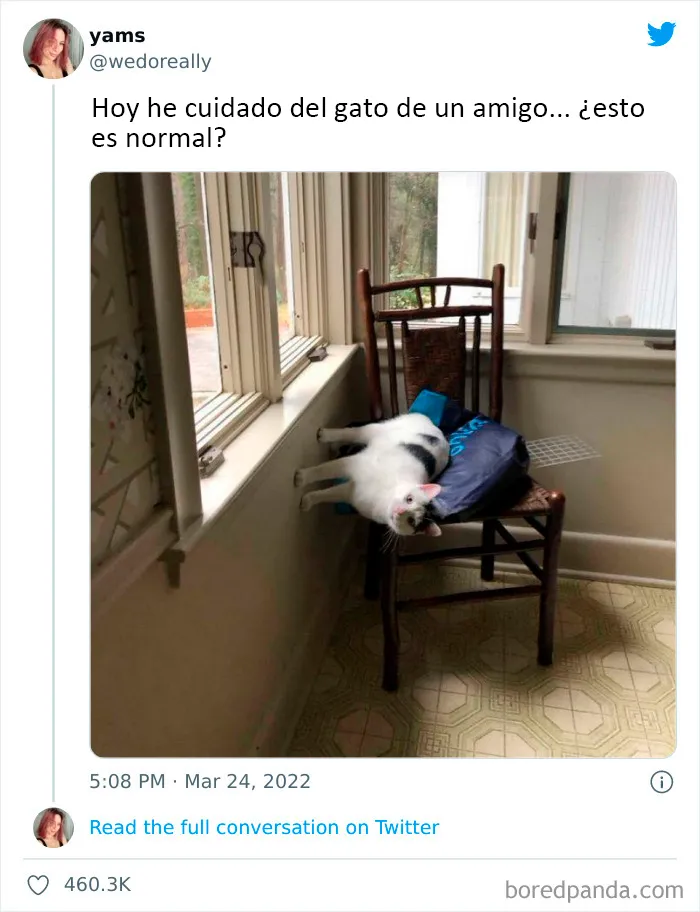 20 Tuits divertidos y acertados sobre la vida con perros y gatos
