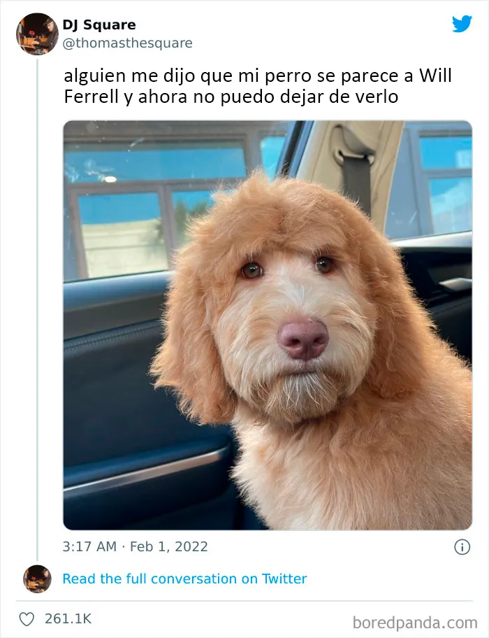 20 Tuits divertidos y acertados sobre la vida con perros y gatos