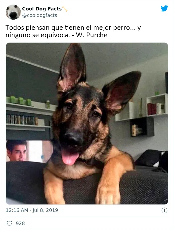 25 Tuits que demuestran que los perros son realmente los mejores amigos del hombre, compartidos por esta cuenta de Twitter