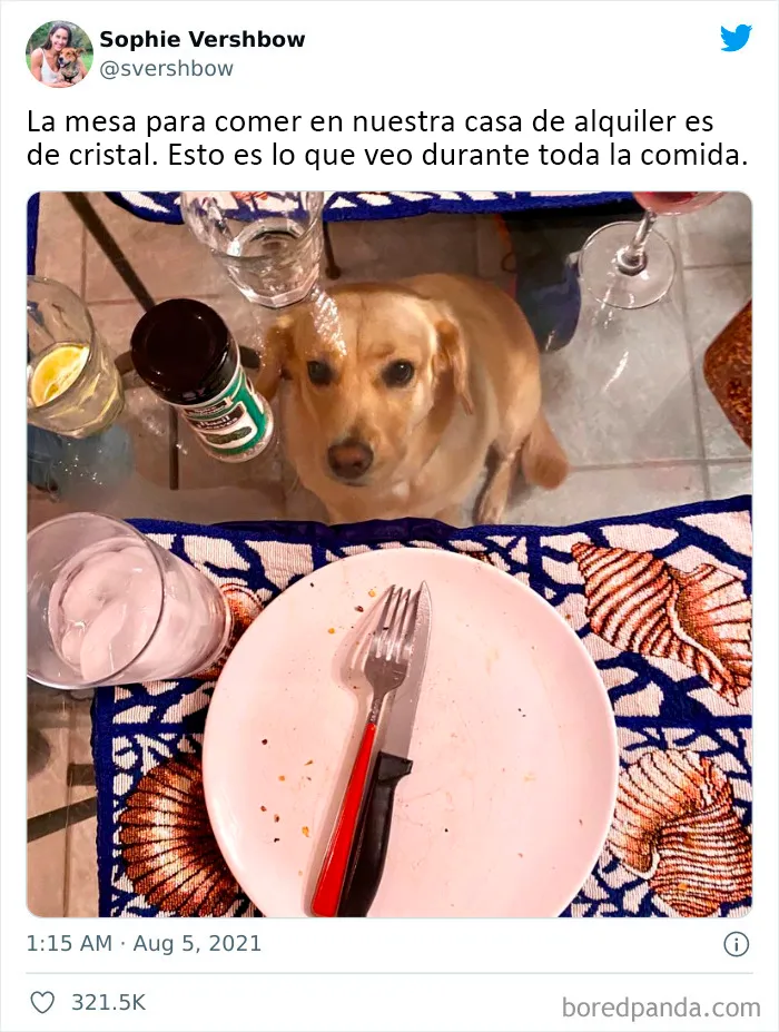 20 Tuits divertidos y acertados sobre la vida con perros y gatos