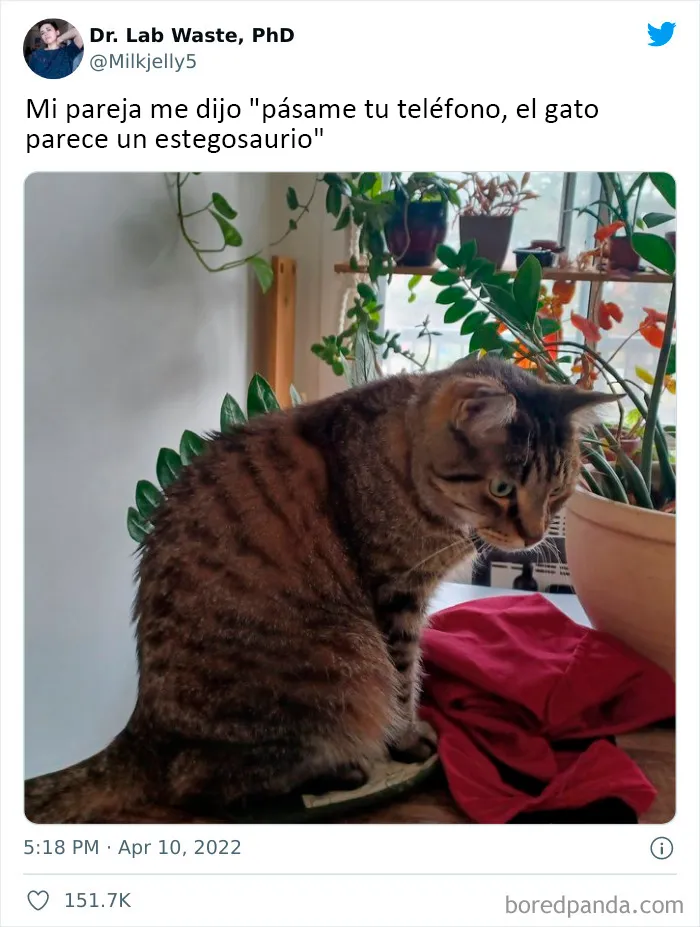 20 Tuits divertidos y acertados sobre la vida con perros y gatos