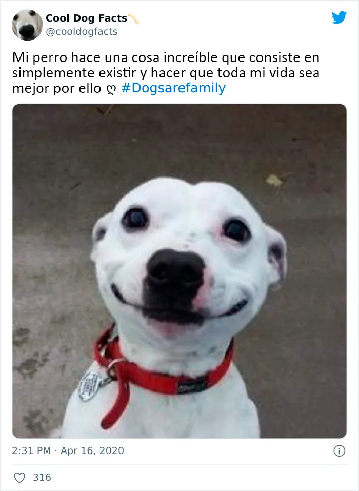 25 Tuits que demuestran que los perros son realmente los mejores amigos del hombre, compartidos por esta cuenta de Twitter