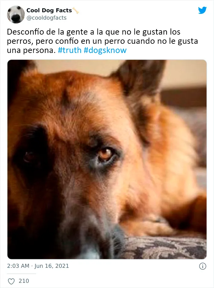 25 Tuits que demuestran que los perros son realmente los mejores amigos del hombre, compartidos por esta cuenta de Twitter