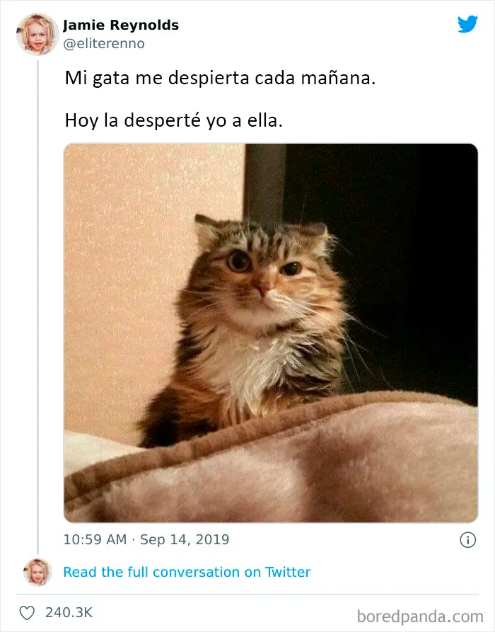 20 Tuits divertidos y acertados sobre la vida con perros y gatos