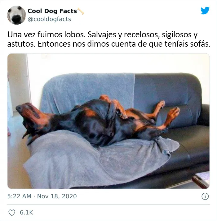25 Tuits que demuestran que los perros son realmente los mejores amigos del hombre, compartidos por esta cuenta de Twitter