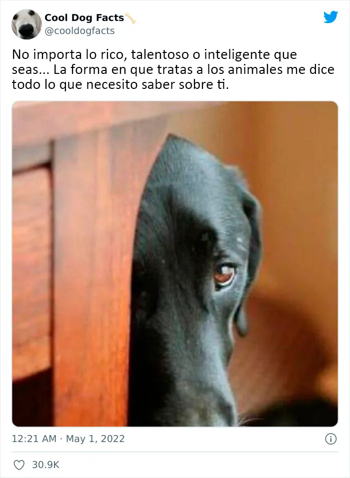 25 Tuits que demuestran que los perros son realmente los mejores amigos del hombre, compartidos por esta cuenta de Twitter