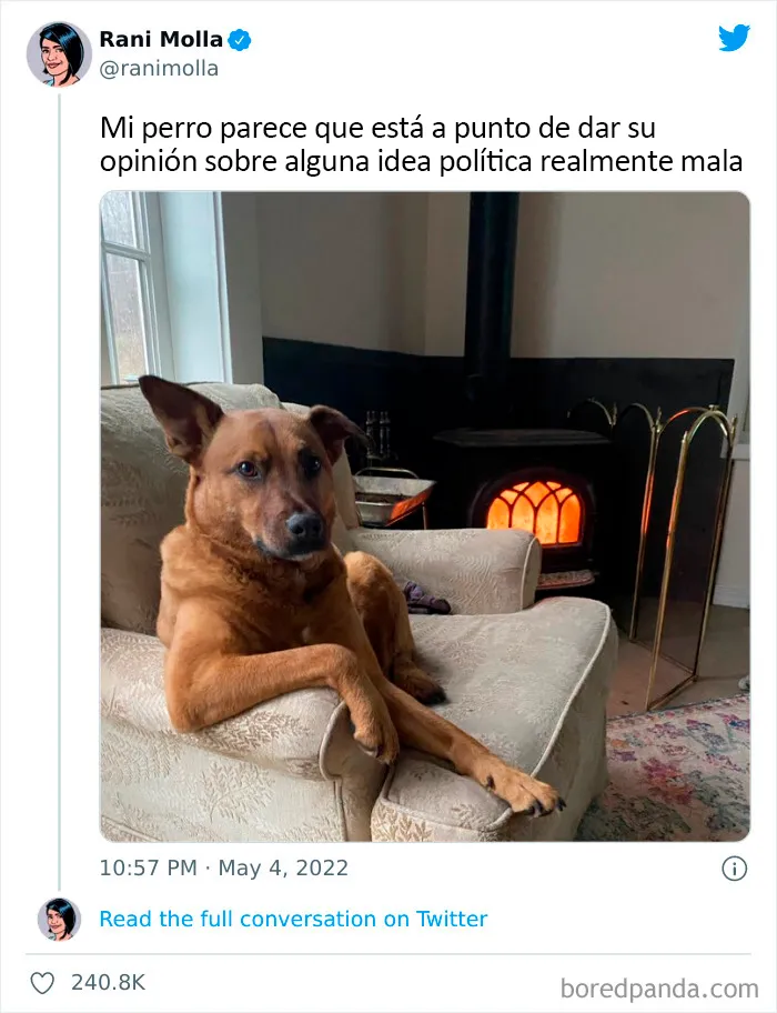 20 Tuits divertidos y acertados sobre la vida con perros y gatos
