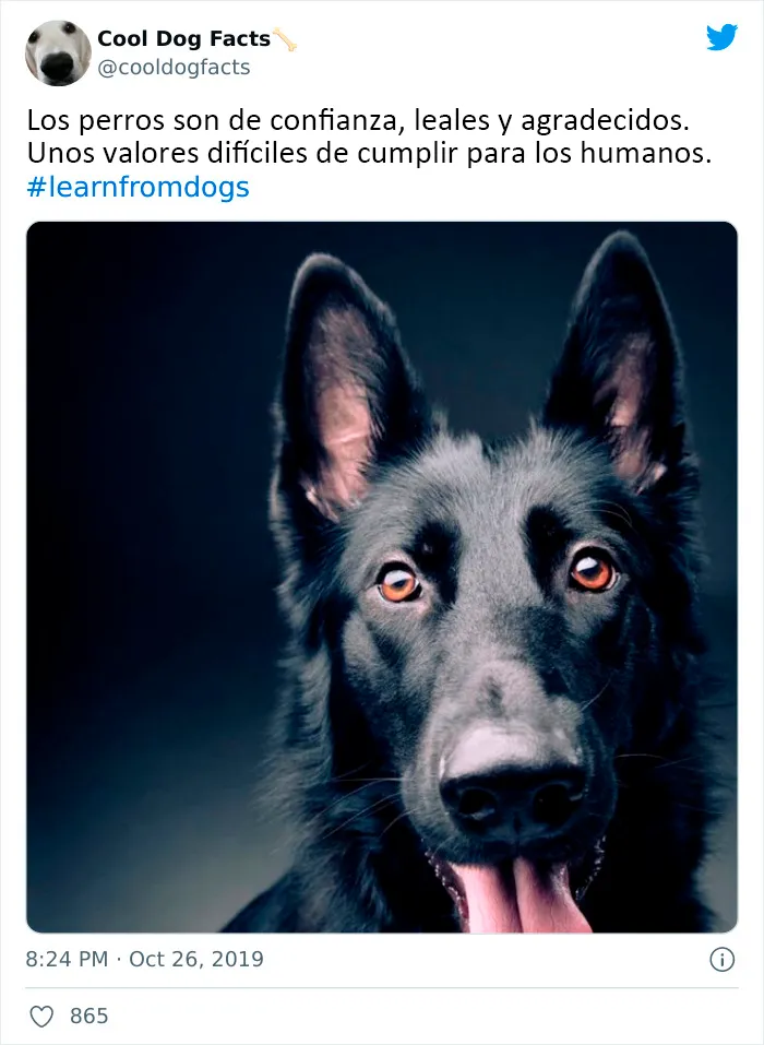 25 Tuits que demuestran que los perros son realmente los mejores amigos del hombre, compartidos por esta cuenta de Twitter