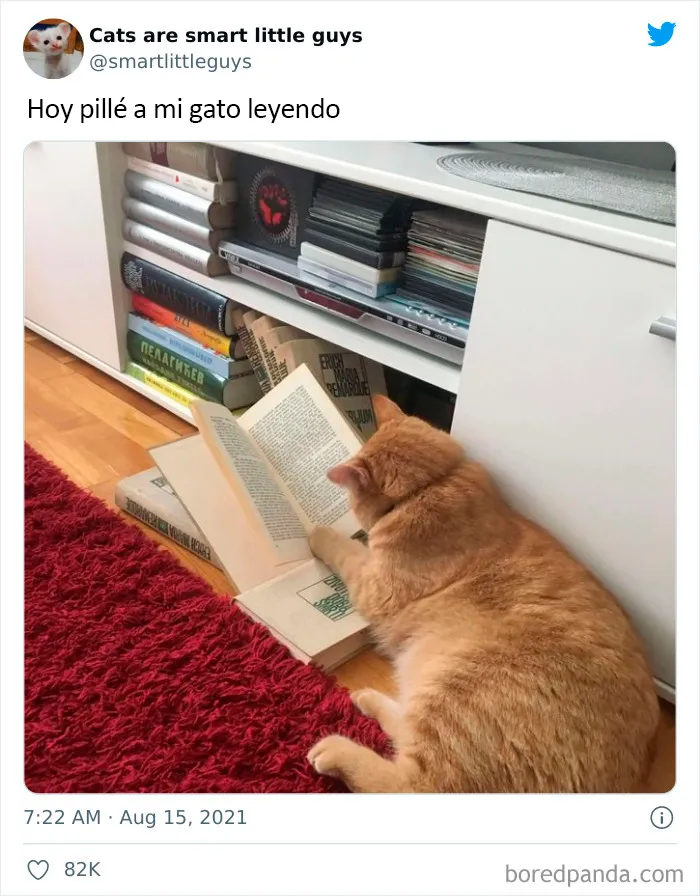 20 Tuits divertidos y acertados sobre la vida con perros y gatos