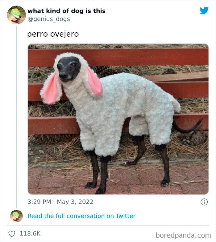 "¿Qué clase de perro es este?": 30 fotos de perros tontorrones que había que compartir
