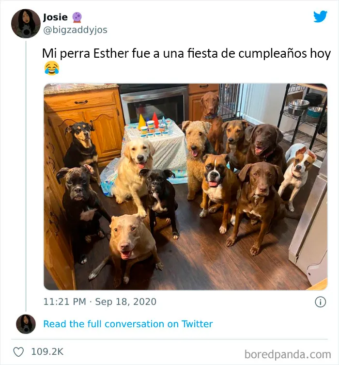 20 Tuits divertidos y acertados sobre la vida con perros y gatos