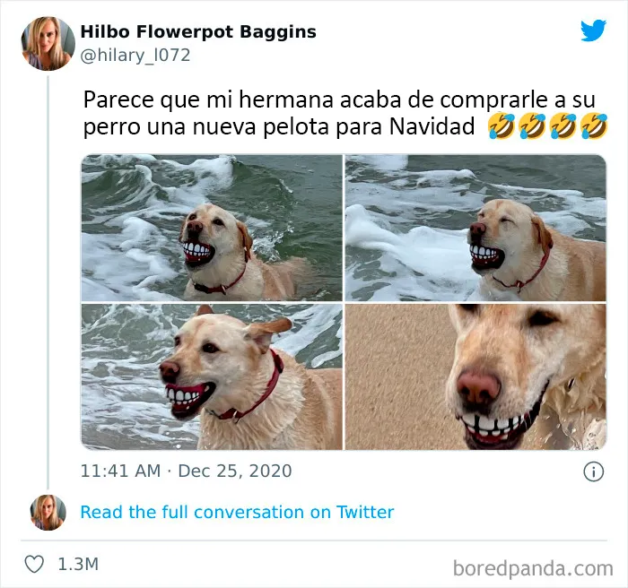 20 Tuits divertidos y acertados sobre la vida con perros y gatos