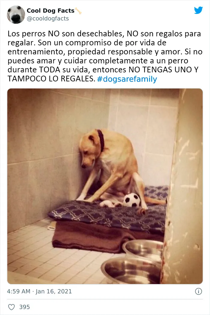 25 Tuits que demuestran que los perros son realmente los mejores amigos del hombre, compartidos por esta cuenta de Twitter