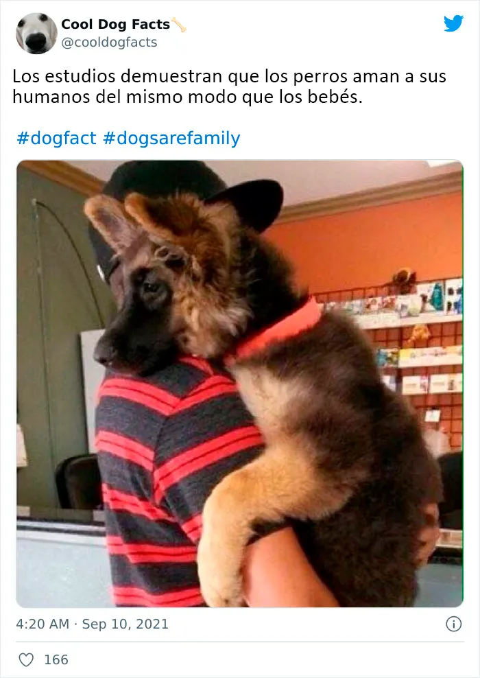 25 Tuits que demuestran que los perros son realmente los mejores amigos del hombre, compartidos por esta cuenta de Twitter