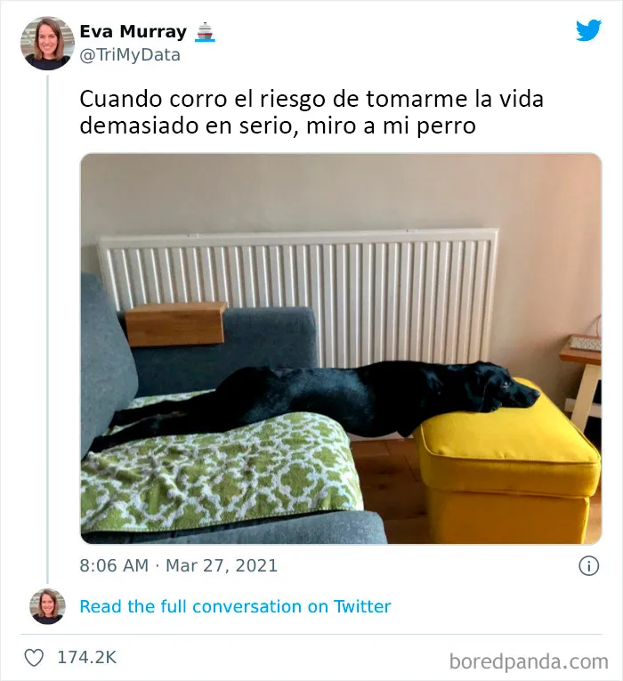 20 Tuits divertidos y acertados sobre la vida con perros y gatos