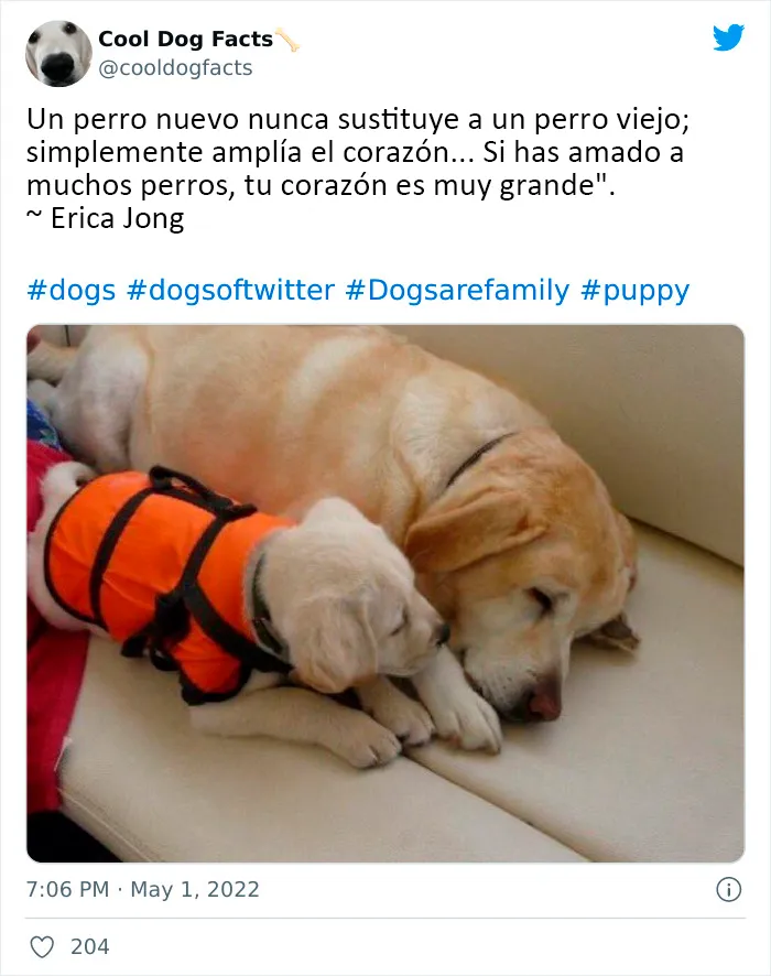 25 Tuits que demuestran que los perros son realmente los mejores amigos del hombre, compartidos por esta cuenta de Twitter