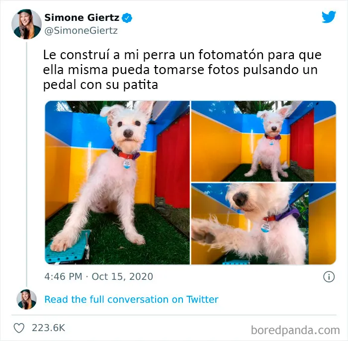 20 Tuits divertidos y acertados sobre la vida con perros y gatos