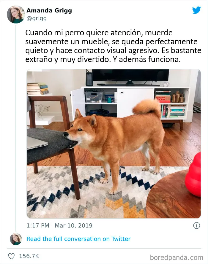 20 Tuits divertidos y acertados sobre la vida con perros y gatos