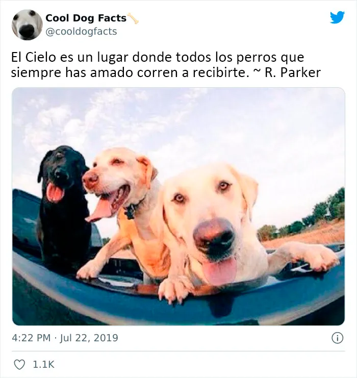 25 Tuits que demuestran que los perros son realmente los mejores amigos del hombre, compartidos por esta cuenta de Twitter