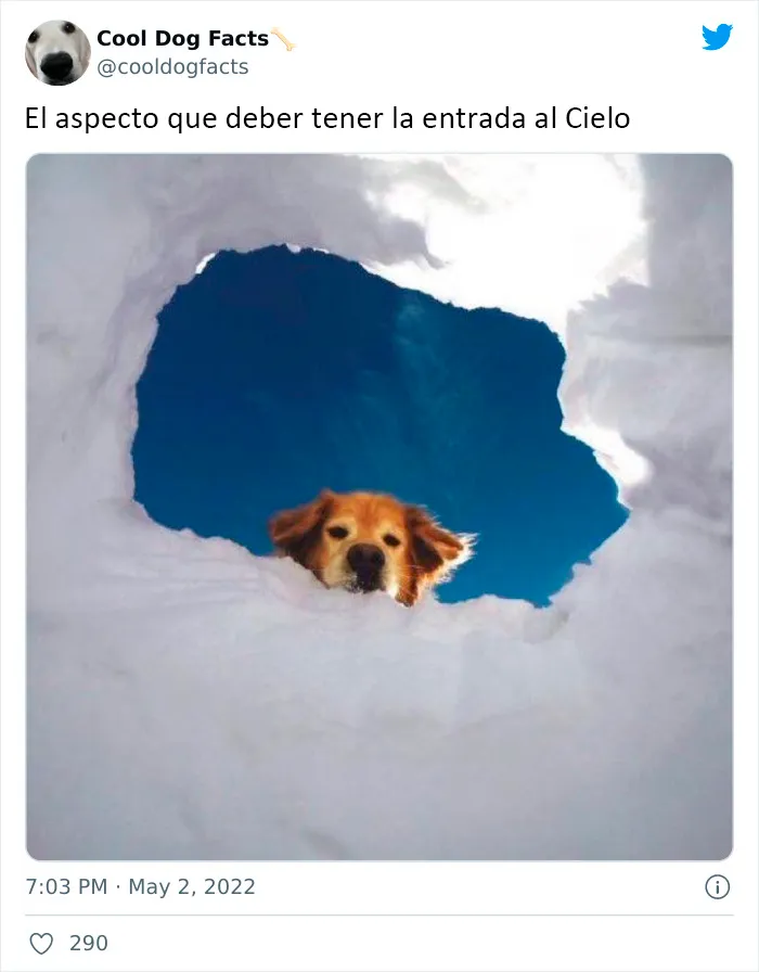 25 Tuits que demuestran que los perros son realmente los mejores amigos del hombre, compartidos por esta cuenta de Twitter