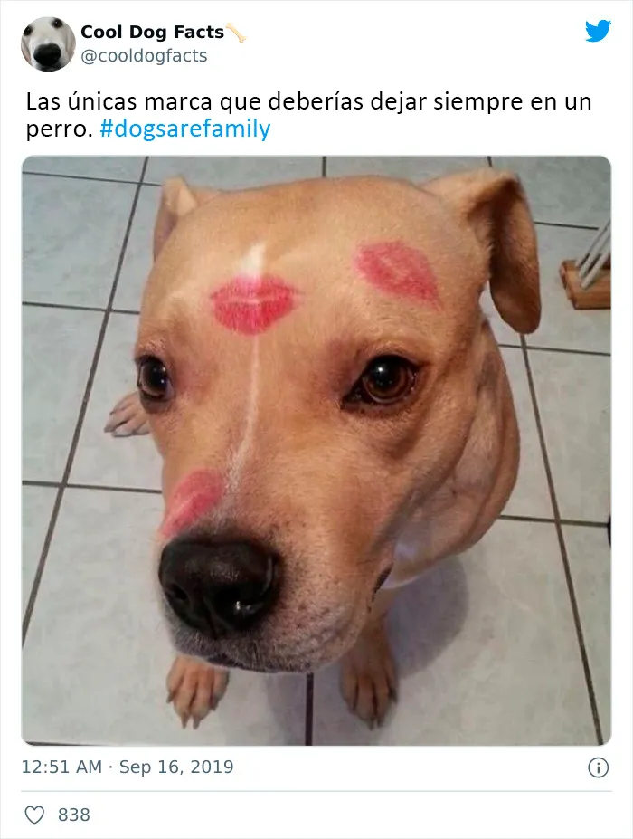 25 Tuits que demuestran que los perros son realmente los mejores amigos del hombre, compartidos por esta cuenta de Twitter