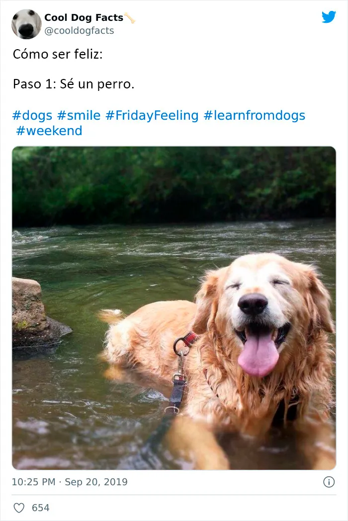 25 Tuits que demuestran que los perros son realmente los mejores amigos del hombre, compartidos por esta cuenta de Twitter