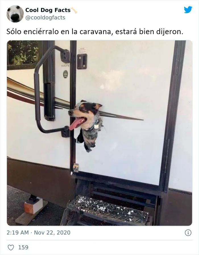 25 Tuits que demuestran que los perros son realmente los mejores amigos del hombre, compartidos por esta cuenta de Twitter