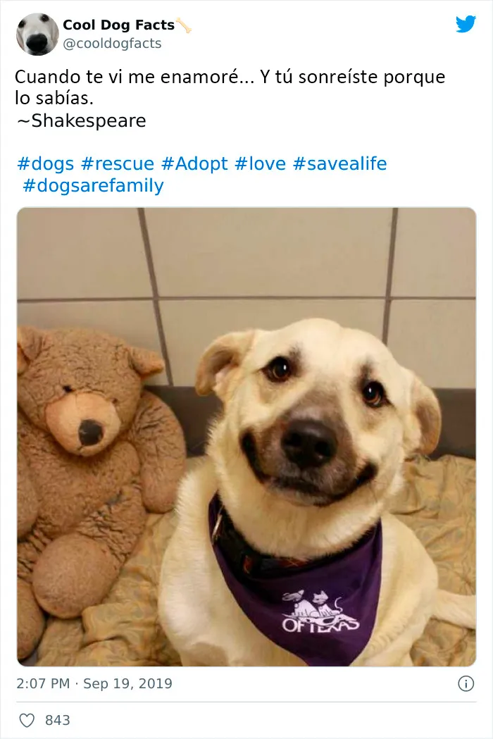 25 Tuits que demuestran que los perros son realmente los mejores amigos del hombre, compartidos por esta cuenta de Twitter