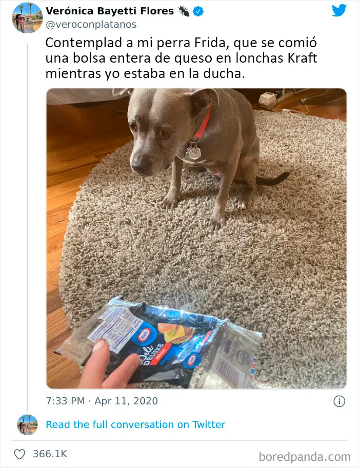 20 Tuits divertidos y acertados sobre la vida con perros y gatos